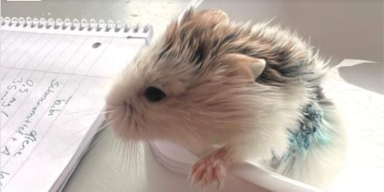 Zwerghamster ''Flitzi'' nach Not-OP gerettet