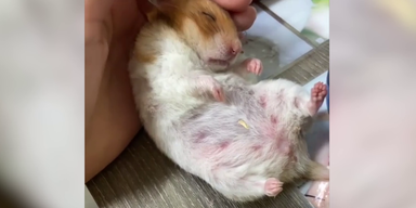 Hamster.png