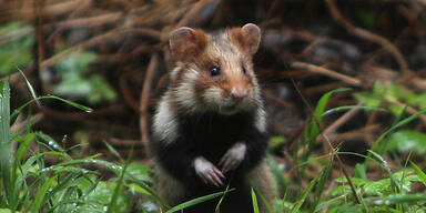 Hamster-Invasion auf dem Schul-Sportplatz