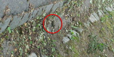 Handgranate lag in Wien-Hernals mitten auf der Stra&szlig;e