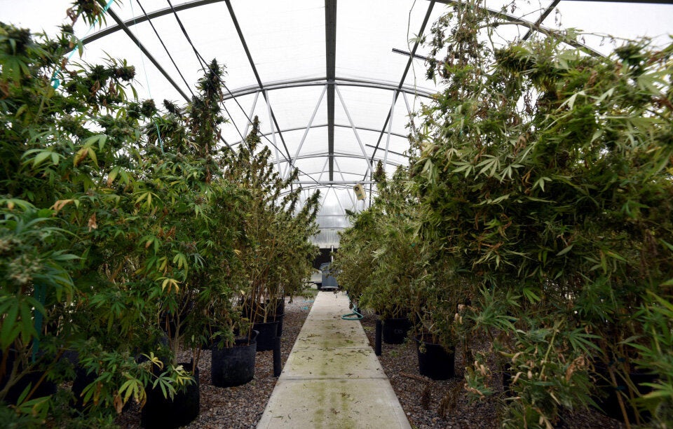 Elon Musk schick Cannabis zur Internationalen Raumstation