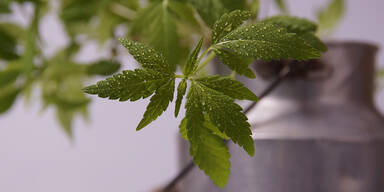 Hanf, Cannabis, CBD - Konsole - Hanf-Channel