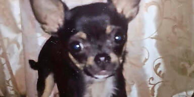 Happy End f&uuml;r B&ouml;ller-Hund ''Joey'' | Wegen Silvester-Knallerei aus Haus gefl&uuml;chtet