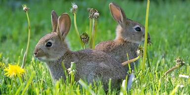 T&ouml;dlicher Virus: J&auml;ger hoffen auf Kaninchenpest-Eind&auml;mmung