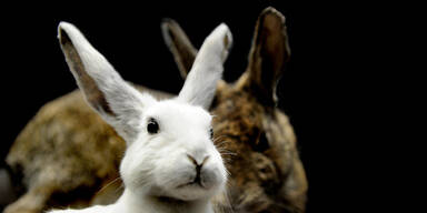 Hasen graben in Stadt Salzburg Granate aus Erstem Weltkrieg aus