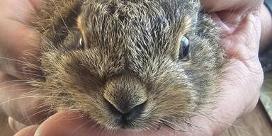 Hasenbaby wurde von Hund "apportiert", jetzt wird es gesund gepflegt