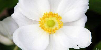 Hauptbl&uuml;tezeit ist im September und Oktober