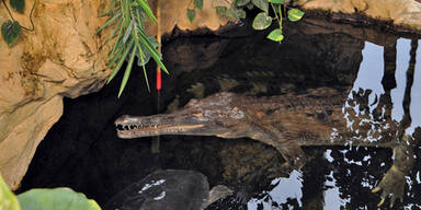 Haus des Meeres Krokodile