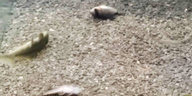 Haustiermesse Marx-Halle