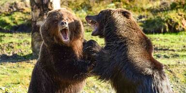 Wo der B&auml;r los ist