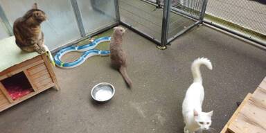 Urlaubszeit bringt Tierheime an ihre Grenzen