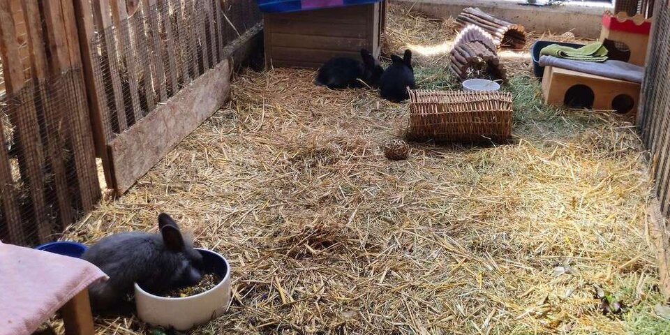 Urlaubszeit bringt Tierheime an ihre Grenzen