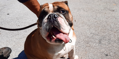 Urlaubswahn: &Ouml;sterreicher lassen ihre Hunde im Stich