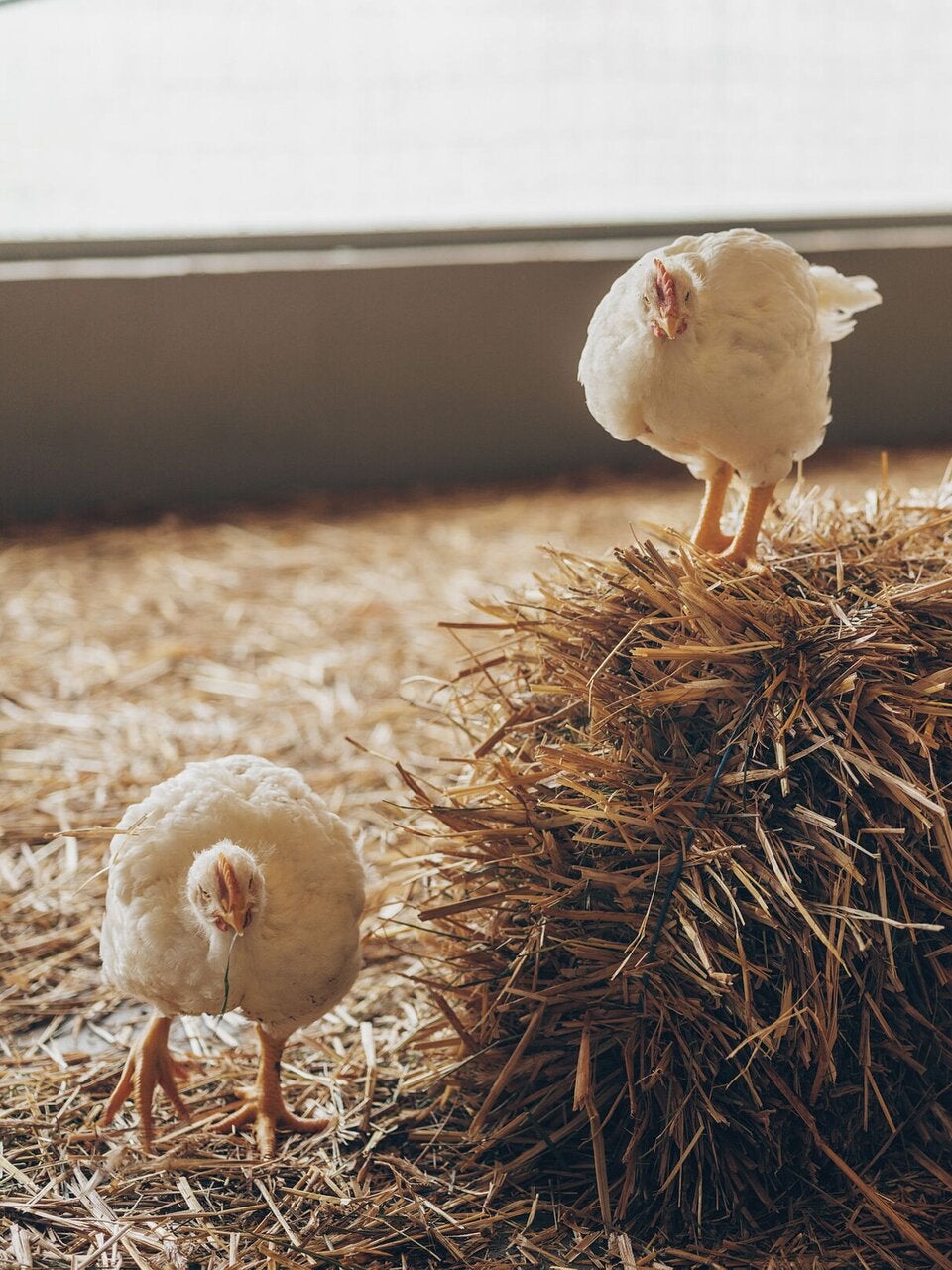 REWE Group Österreich lebt die Nachhaltigkeit