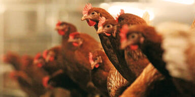 Dioxin  nun auch  im H&uuml;hnerfleisch