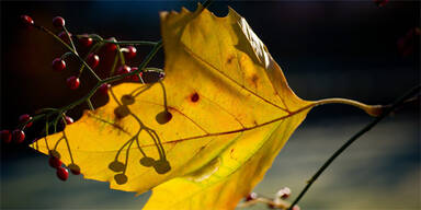 Herbst Blätter