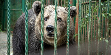 Endlich! MICI ist Nieder&ouml;sterreicherin!