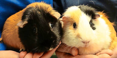 Tierqu&auml;ler setzten Meerschweinchen in Plastiksackerl aus