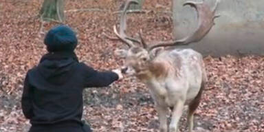 Zahmer Hirsch soll in Jagdrevier sterben