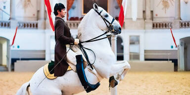 Hofreitschule kaufte Hengst um 12.000 Euro zurück