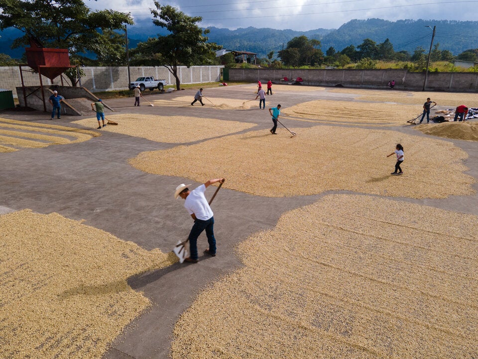 Kaffeeproduzenten auf der Trocknungsterrasse der Kooperative Copracnilin Corquin, Copán/Honduras.