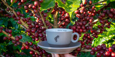 Nachhaltigkeit im Kaffeeanbau – Julius Meinls Weg zu einem grüneren Morgen