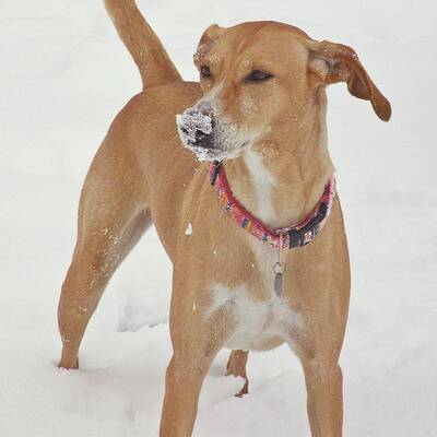 Hundewahl - Lennox, 14 Moante