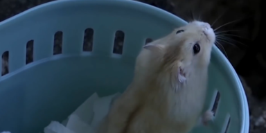 Hongkong hamster 1.PNG