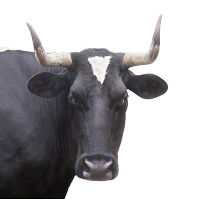 Die letzte Chance Diät