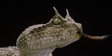 24-J&auml;hriger von eigener Giftschlange get&ouml;tet