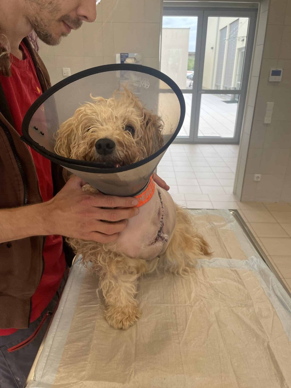 Tier-Drama: 18 Hunde in kleiner Wohnung in Wien entdeckt