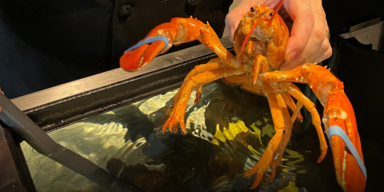Hummer