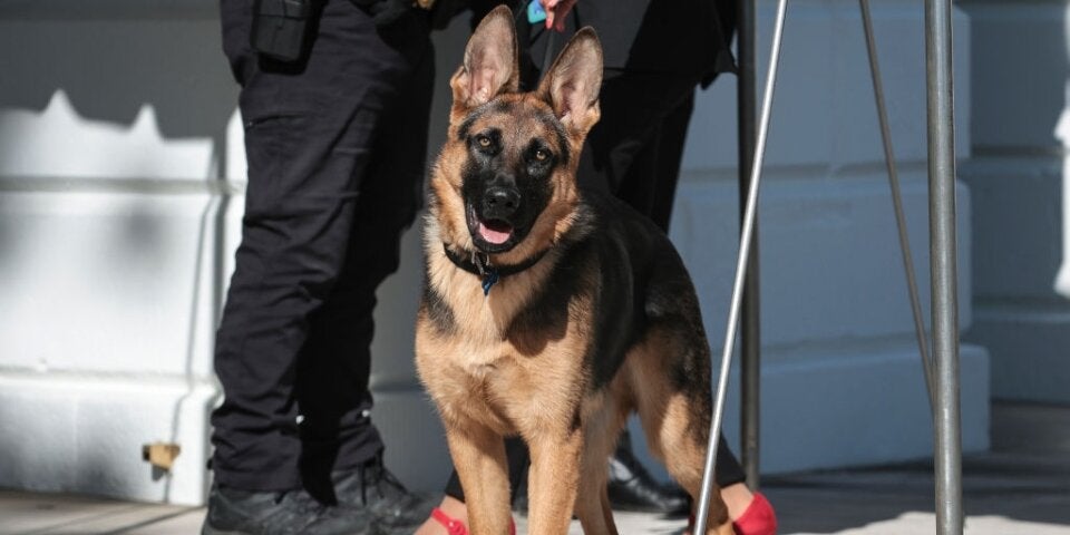 Trumps mögliche Vize will Bidens Hund erschießen