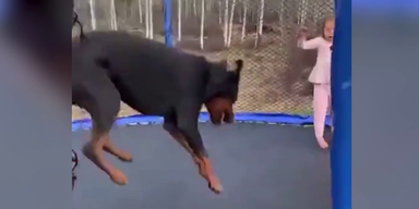 Hund Trampolin.png