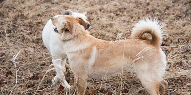 Hund attackierte anderen - Drei Personen in Oberösterreich verletzt
