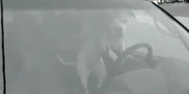 Allein im Auto: Hund hupt wie ein Verr&uuml;ckter