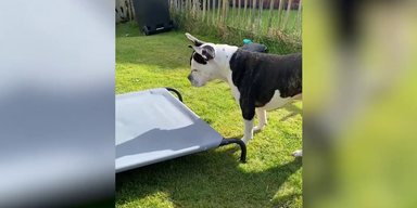 Hund schaut auf Liege