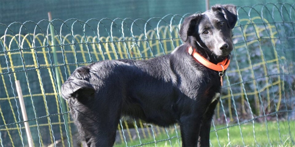 Hundebesitzer in Angst: Zwei Hunde im Hörndlwald vergiftet