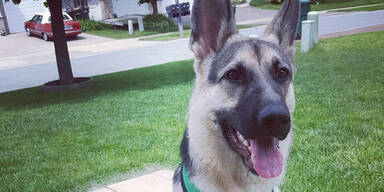 Hund Bunny Delta Airline