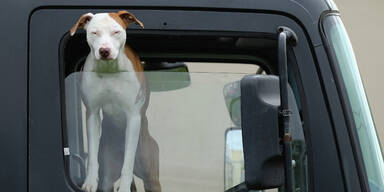 Hund Lastwagen