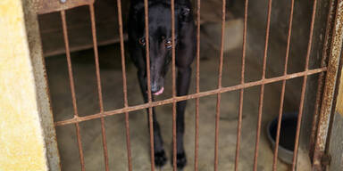 Hund eingesperrt Gef&auml;ngnis