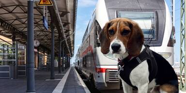 Zug-Aufreger: Hund zahlt doppelt so viel wie Frauchen