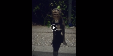 Vierbeiner: Angebunden und ausgesetzt