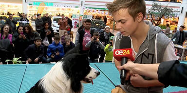 Supertalent Lukas mit seinem Hund Falco im Interview