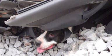 Geisterzug zermalmt Auto, nur Hund überlebt