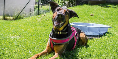 Mord an Ex geplant: 40-J&auml;hriger ermordet Hund zur &Uuml;bung