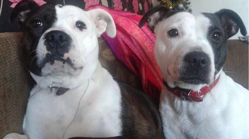 Bullterrier-Attacke gegen Neugeborenes