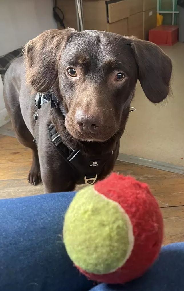 Facebook/@Woodside Animal Welfare Trust