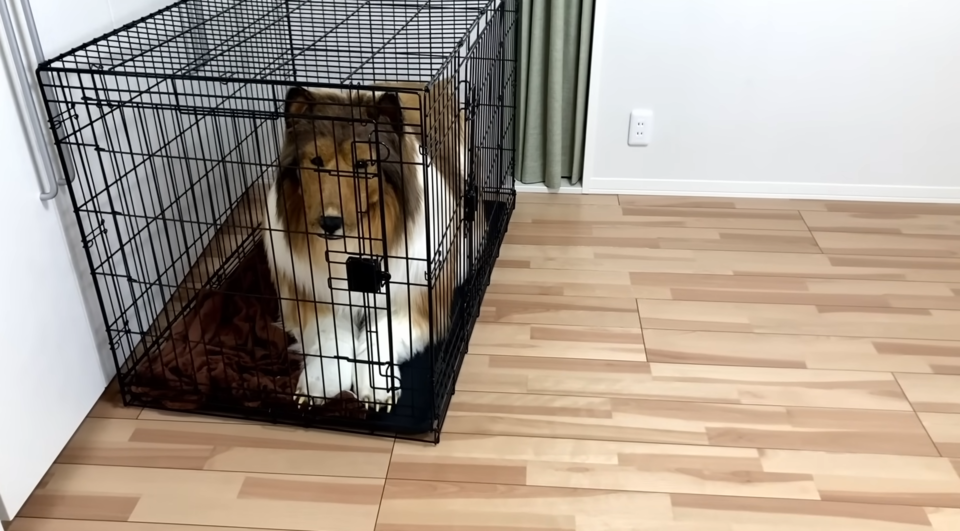 Ich möchte ein Tier sein/Youtube