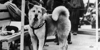 Hachiko